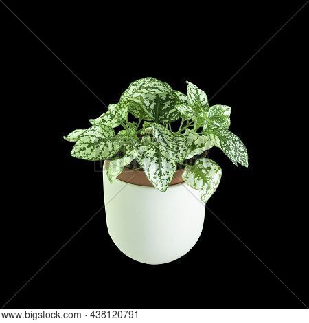 Polka Plant Isolated On Dark Background (hypoestes Phyllostachya)