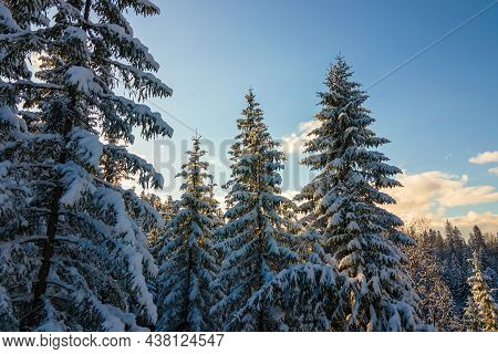 Aerial Winter Landscape With Spruse Trees Of Snow Covered Forest In Cold Mountains In The Evening.