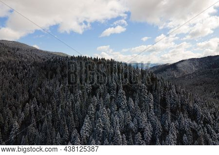 Winter Landscape With Spruse Trees Of Snow Covered Forest In Cold Mountains.