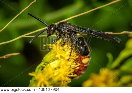 Two-spotted Scoliid Wasp (scolia Dubia) Pollinates The Goldenrod Blooms. Raleigh, North Carolina.