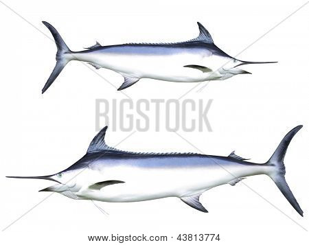 Foto af sværdfisk