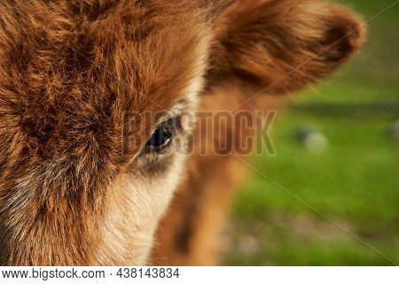 Close-up Of A Porter Of A Shaggy Cow.