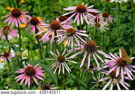 Pink Flowers Of Cetoniinae In A Flower Bed. Echinacea Flowers With Fiddler Beetle Closeup. Pink Flow