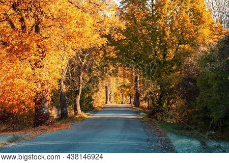 Beautiful Asphalt Road And Tree Alley. Summer Rural Landscape. Abstract Colored Vintage Tone Trees I