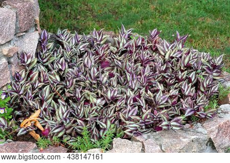 Zebrina Plant In A Flowerbed In The Park. Zebrina Purpusii As An Element Of Landscape Design. Indoor