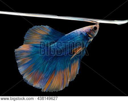 Colorful Betta, Pla-kad (biting Fish) Thai; Halfmoon Blue And Orange Betta Isolated On Black Backgro