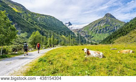 Green Meadow In Alpine Valley, Gschlosstal Valley, Hohe Tauern National Park, East Tyrol, Austrian A
