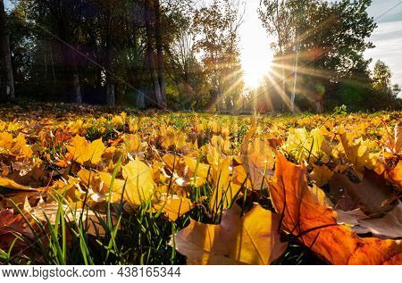 Leaves Taken From The Bottom In The Rays Of The Sun. High Quality Photo