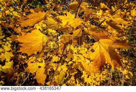 Yellow Maple Leaves In The Rays Of The Autumn Sun. High Quality Photo