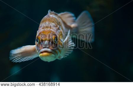 Canary Rockfish Colorful Natural In Copenhagen Aquarium