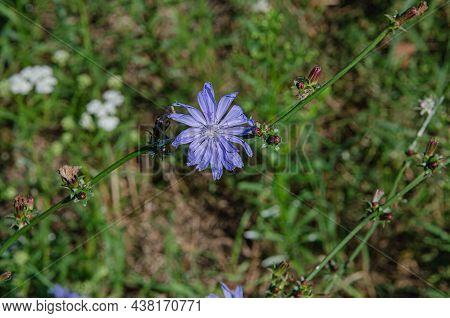 Close Up Of A Delphinium Elatum Flower In Bloom. Purple Blue Flowers Of Larkspur 'pagan Purples' Del