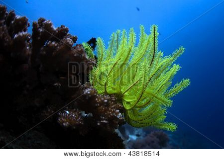 Sininen meri meri Lilja (Crinoidea)