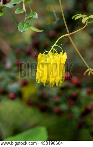 Climbing Dicentra (dactylicapnos Scandens) Flowers