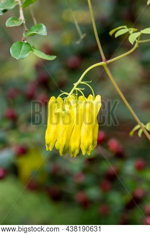 Climbing Dicentra (dactylicapnos Scandens) Flowers