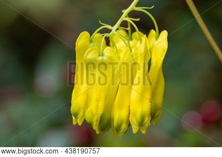 Climbing Dicentra (dactylicapnos Scandens) Flowers