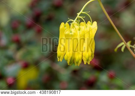Climbing Dicentra (dactylicapnos Scandens) Flowers