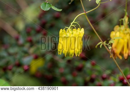 Climbing Dicentra (dactylicapnos Scandens) Flowers