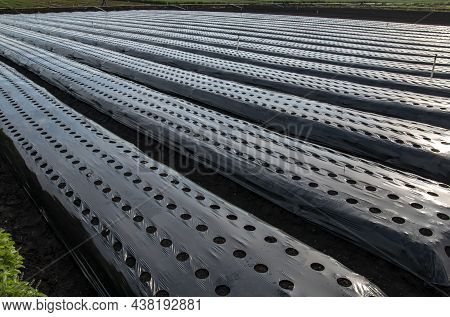 Black Plastic Prepared For Planting. Holes In A Bed Covered With Agro Fiber. Black Plastic Backgroun