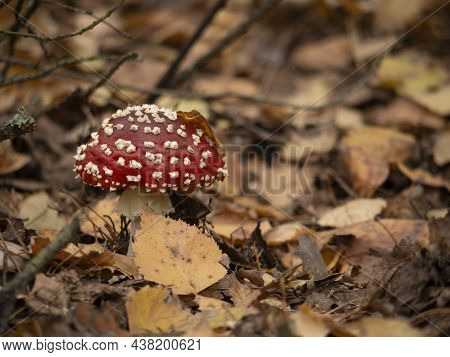Amanita Muscaria, Fly Agaric, Poisonous Mushrooms With Red Pileus In Autumn Forest. Blur Background