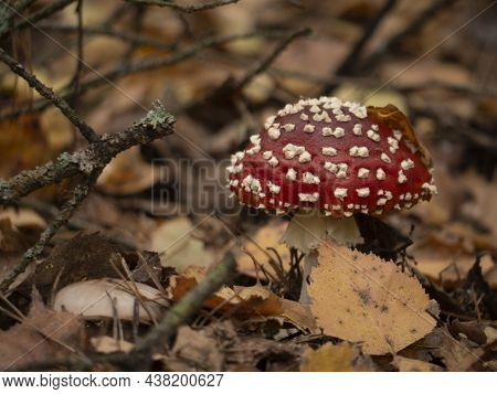 Amanita Muscaria, Fly Agaric, Poisonous Mushrooms With Red Pileus In Autumn Forest. Blur Background