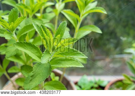 Close Up View Of Candyleaf Plant Leaves With Daylight Indoors Stevia Rebaudiana