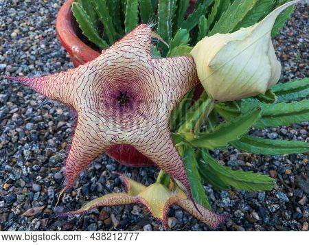 Stapelia Gigantea Cactus With Big Giant Flower