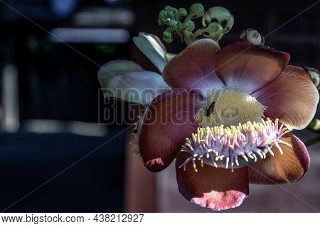 The Amazingly Complex Flower Of The Cannonball Tree Has Tentacle Like Structures Very Much Like A Se