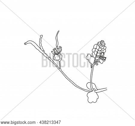 Annual Herbaceous Plant Celandine, Celandine Root, Medicinal Plant. Non-traditional Medicine.