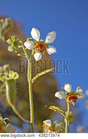 Loasa Tricolor. Its Flowers Have Five Petals Covering United Stamens And Distinctive Large Coloured 