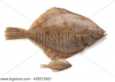 Fresh whole raw common dab fish and baby fish isolated on white background