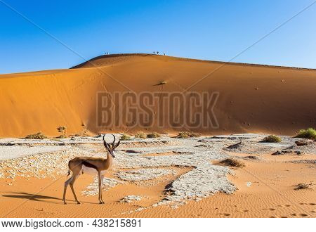 The Namib Naukluft Park. Namibia. Africa. Huge scenic red and orange sand dunes. The springbok antelope grazes  in the valley of Sossusflei