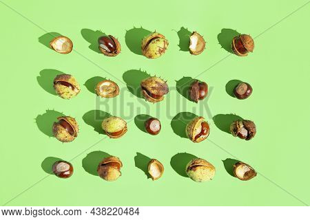 Creative Composition Made Of Chestnuts Lying As A Frame On Sunlit Green Background. Nature Consept. 