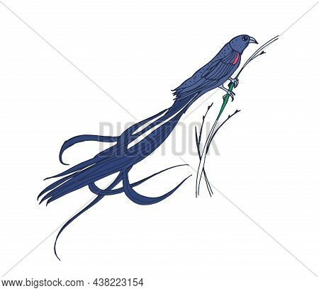 Long-tailed Widowbird. Tropical Bird Sitting On Grass. Realistic Drawing Of African Sakabula. South 