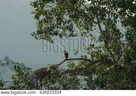 Bonelli's Eagle Or Aquila Fasciata On A Winter Morning At Ranthambore National Park Rajasthan India