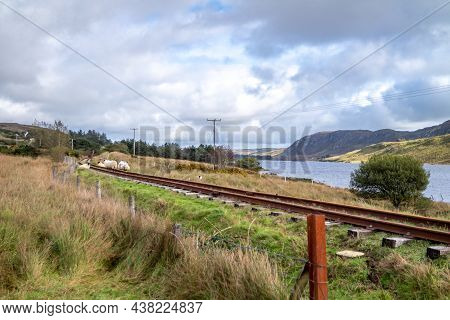 Sheep On Railway Tracks Beside Lough Finn In Donegal- Ireland