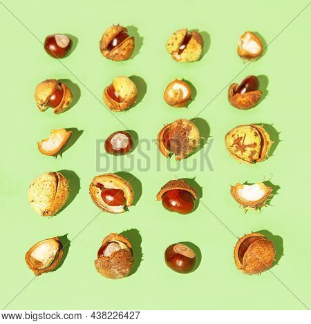 Creative Composition Made Of Chestnuts Close Up On Sunlit Green Background. Nature Consept. Falll An