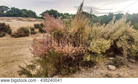 Countryside Landscape With Native Bushes And Salsola Oppositifolia Plants In Alicante, Spain