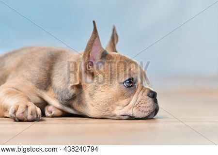 Side View Of French Bulldog Dog Puppy With Healthy Long Nose