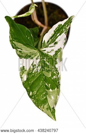 Close Up Of Exotic Houseplant With Botanic Name  'syngonium Podophyllum Variagata' With White Spots 