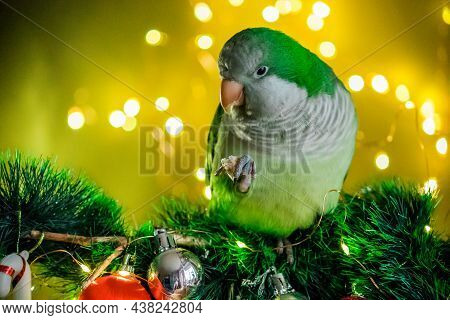 A Fluffy Parrot Sits In New Years Decorations Against The Backdrop Of Glare And Lights On New Years 