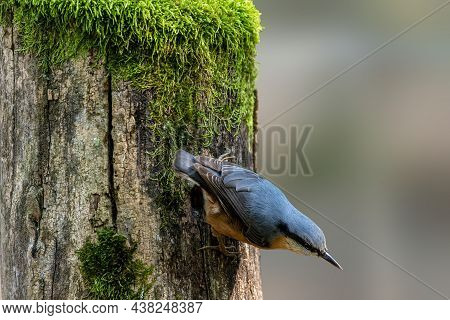 A Nuthatch Songbird Looking For Food At A Fence In A Forest In Hanau, Hesse Germany At A Sunny Morni
