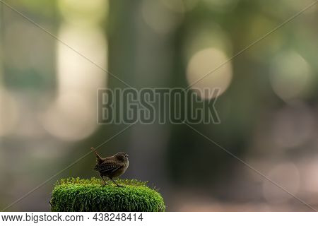 A Wren Songbird Looking For Food At A Fence In A Forest In Hanau, Hesse Germany At A Sunny Morning I