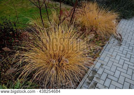 Flowerbed With Ornamental Grasses Dry Leaves In The Autumn Sun Shines Yellow Bunches Of Leaves. In T