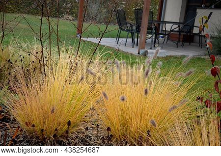 Flowerbed With Ornamental Grasses Dry Leaves In The Autumn Sun Shines Yellow Bunches Of Leaves. In T