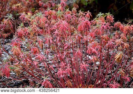 Flowerbed With Ornamental Grasses Dry Leaves In The Autumn Sun Shines Yellow Bunches Of Leaves. In T