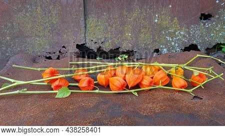 Twigs With Fezalis Flowers On Old Rusted Metal