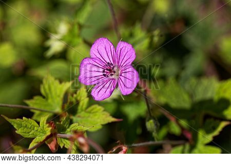 Flower Of The Geranium Species Geranium Wallichianum