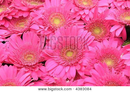 fiori