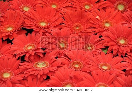 fiori