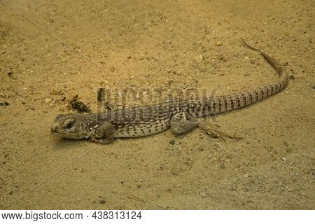 The Desert Iguana (dipsosaurus Dorsalis) In Zoo.